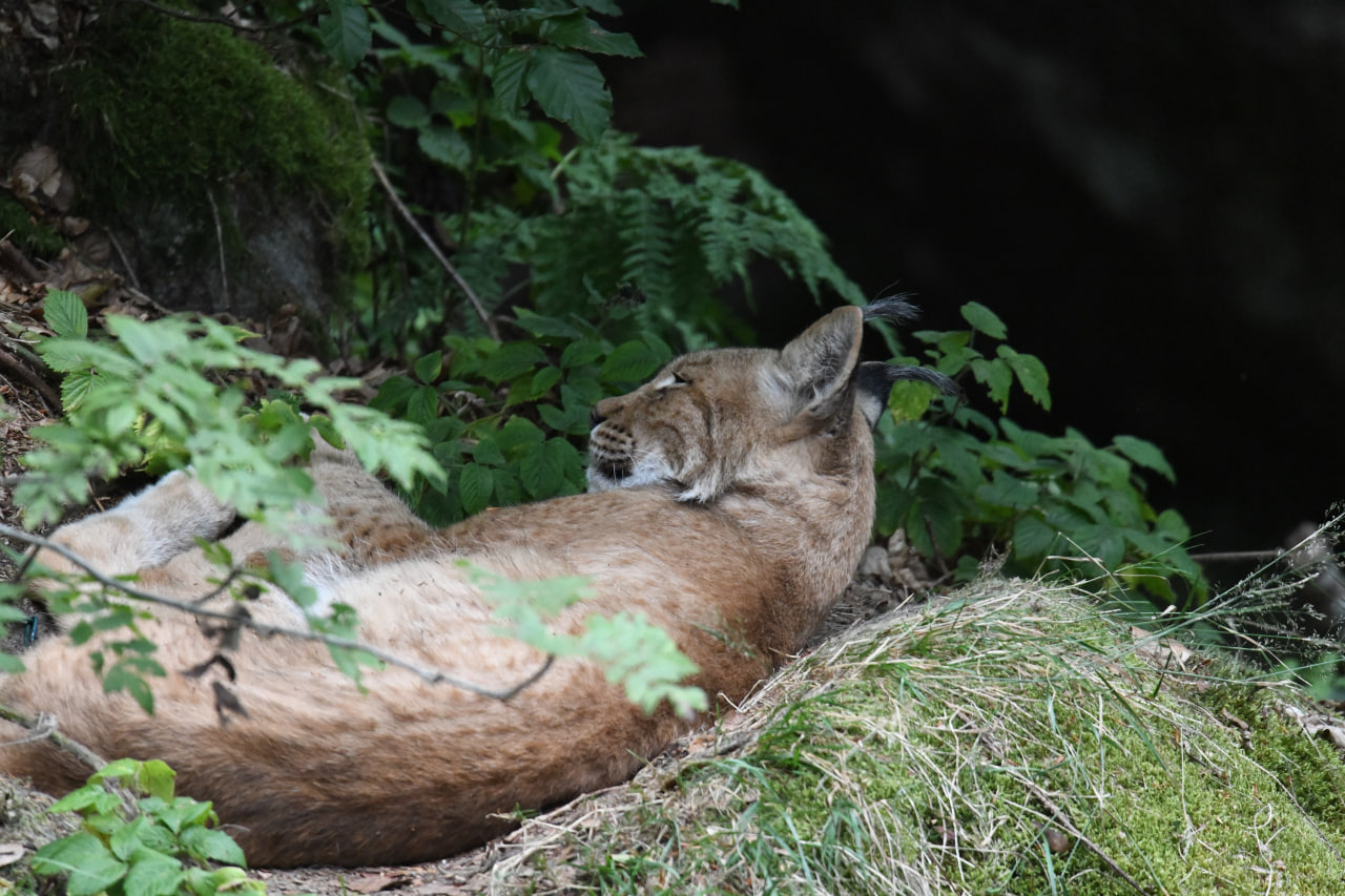 Tag 2 – Baumwipfelpfad und Tierfreigehege