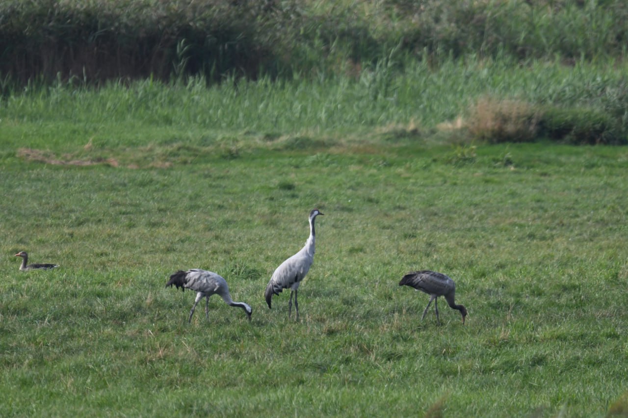 Tag 15 – Bei Kranich und Seeadler – Kranorama und südliche Boddenküste