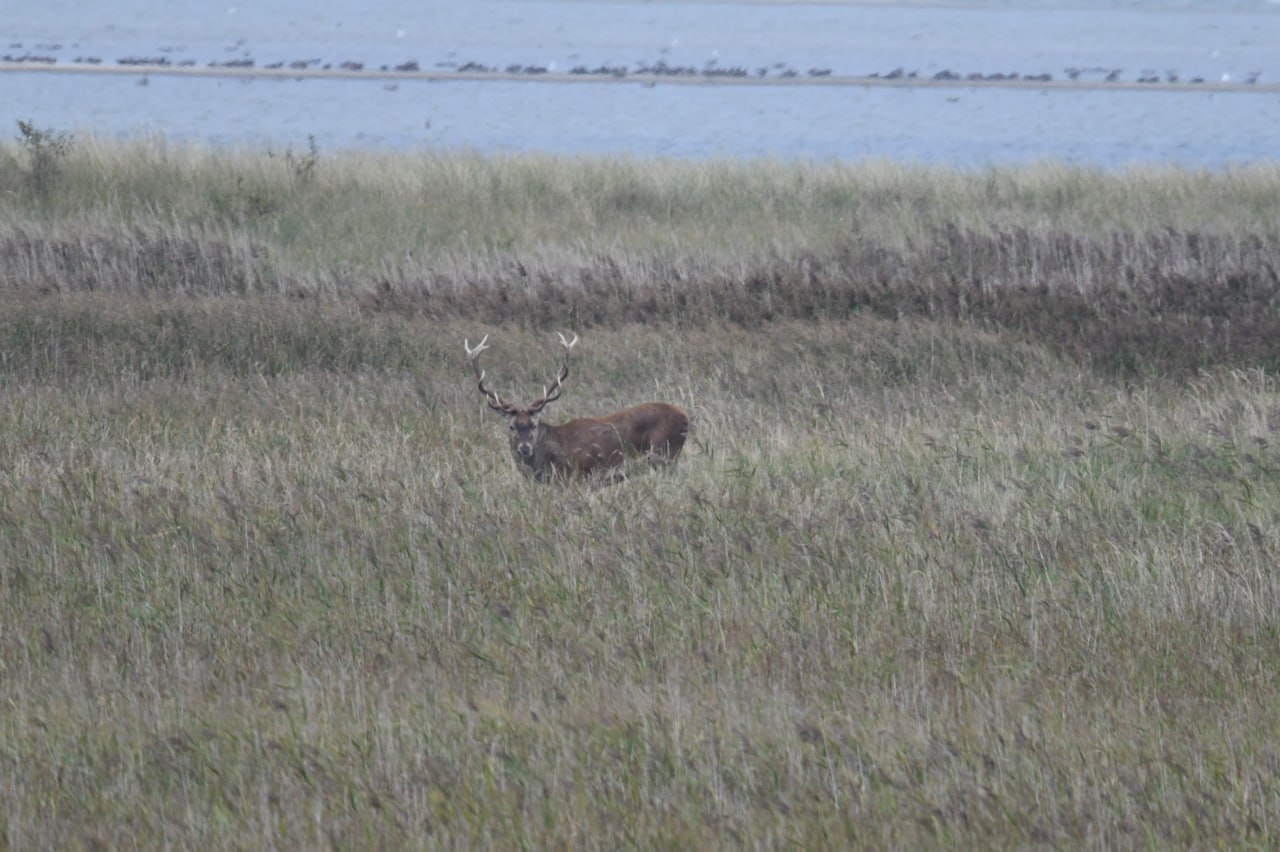 Tag 16 – Ostsee unter Wasser und Hirsche am Darßer Ort